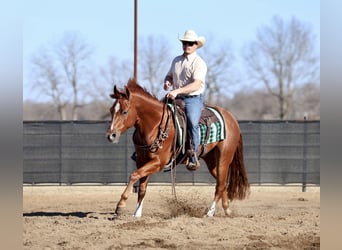 American Quarter Horse, Gelding, 5 years, 14.3 hh, Sorrel