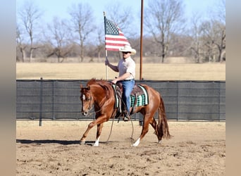 American Quarter Horse, Gelding, 5 years, 14.3 hh, Sorrel