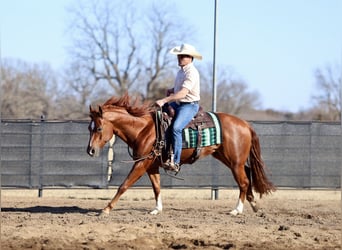 American Quarter Horse, Gelding, 5 years, 14.3 hh, Sorrel