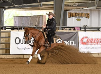 American Quarter Horse, Gelding, 5 years, 14.3 hh, Sorrel