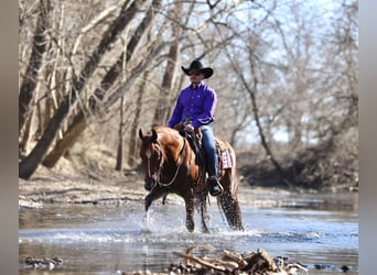 American Quarter Horse, Gelding, 5 years, 14.3 hh, Sorrel