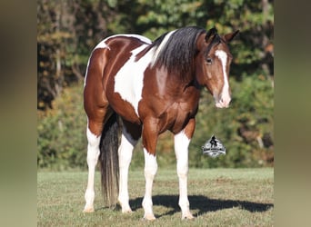 American Quarter Horse, Gelding, 5 years, 14.3 hh, Tobiano-all-colors