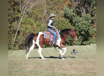 American Quarter Horse, Gelding, 5 years, 14.3 hh, Tobiano-all-colors