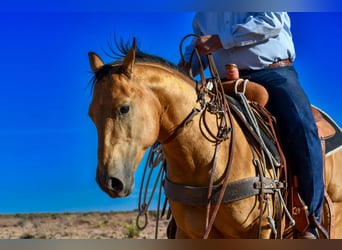 American Quarter Horse, Gelding, 5 years, 14 hh, Buckskin
