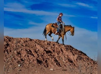 American Quarter Horse, Gelding, 5 years, 14 hh, Buckskin