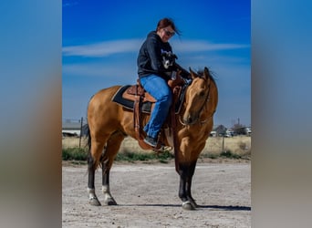 American Quarter Horse, Gelding, 5 years, 14 hh, Buckskin
