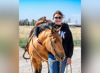 American Quarter Horse, Gelding, 5 years, 14 hh, Buckskin