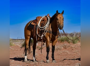 American Quarter Horse, Gelding, 5 years, 14 hh, Buckskin