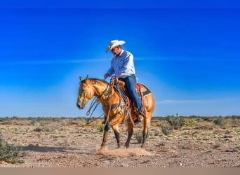 American Quarter Horse, Gelding, 5 years, 14 hh, Buckskin