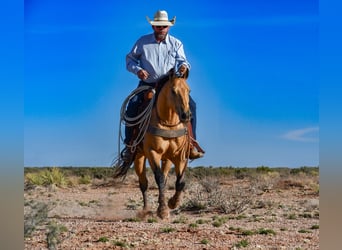 American Quarter Horse, Gelding, 5 years, 14 hh, Buckskin