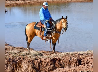 American Quarter Horse, Gelding, 5 years, 14 hh, Buckskin