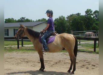 American Quarter Horse, Gelding, 5 years, 14 hh, Buckskin