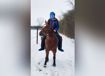 American Quarter Horse, Gelding, 5 years, 14 hh, Chestnut-Red