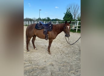 American Quarter Horse, Gelding, 5 years, 14 hh, Chestnut-Red