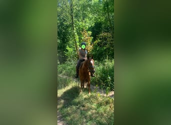 American Quarter Horse, Gelding, 5 years, 14 hh, Chestnut-Red