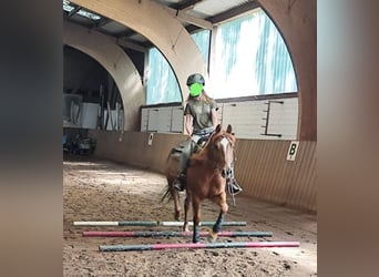 American Quarter Horse, Gelding, 5 years, 14 hh, Chestnut-Red