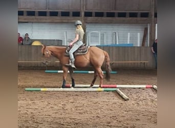 American Quarter Horse, Gelding, 5 years, 14 hh, Chestnut-Red