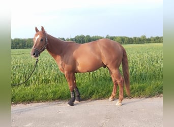 American Quarter Horse, Gelding, 5 years, 14 hh, Chestnut-Red