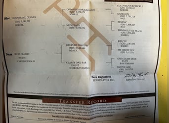 American Quarter Horse, Gelding, 5 years, 14 hh, Chestnut