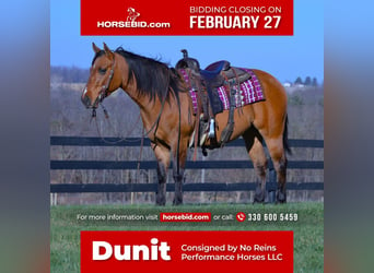 American Quarter Horse, Gelding, 5 years, 14 hh, Dun