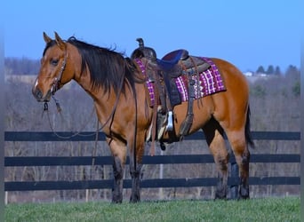 American Quarter Horse, Gelding, 5 years, 14 hh, Dun