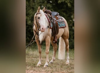American Quarter Horse, Gelding, 5 years, 14 hh, Palomino