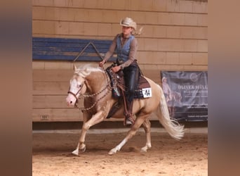 American Quarter Horse, Gelding, 5 years, 14 hh, Palomino