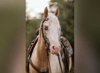American Quarter Horse, Gelding, 5 years, 14 hh, Palomino