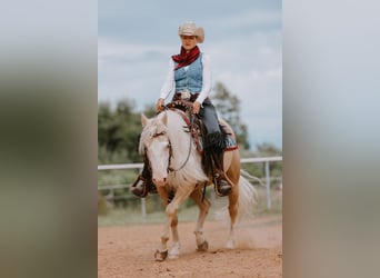American Quarter Horse, Gelding, 5 years, 14 hh, Palomino