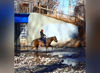 American Quarter Horse, Gelding, 5 years, 14 hh, Palomino