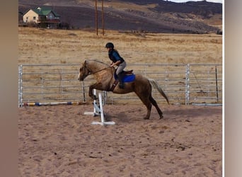 American Quarter Horse, Gelding, 5 years, 14 hh, Palomino