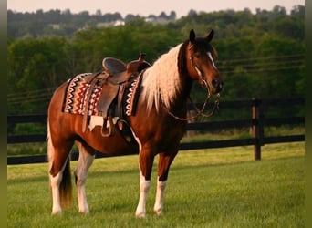 American Quarter Horse, Gelding, 5 years, 14 hh, Pinto