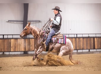 American Quarter Horse, Gelding, 5 years, 14 hh, Roan-Red