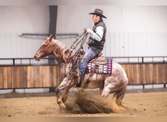 American Quarter Horse, Gelding, 5 years, 14 hh, Roan-Red
