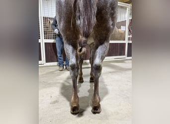 American Quarter Horse, Gelding, 5 years, 14 hh, Roan-Red