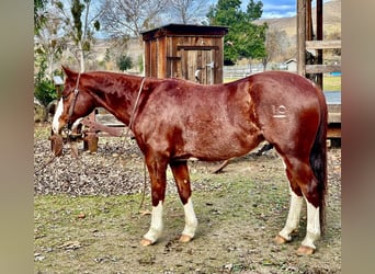 American Quarter Horse, Gelding, 5 years, 14 hh, Roan-Red