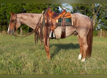 American Quarter Horse, Gelding, 5 years, 14 hh, Roan-Red