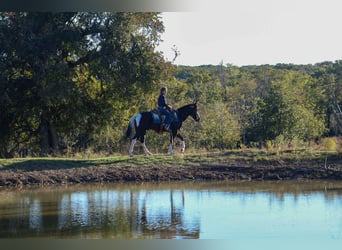 American Quarter Horse, Gelding, 5 years, 14 hh, Tobiano-all-colors