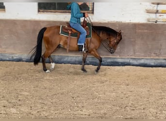 American Quarter Horse, Gelding, 5 years, 14,1 hh, Brown