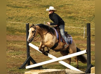 American Quarter Horse, Gelding, 5 years, 14,1 hh, Buckskin