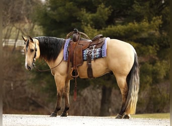 American Quarter Horse, Gelding, 5 years, 14,1 hh, Buckskin
