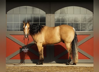 American Quarter Horse, Gelding, 5 years, 14,1 hh, Buckskin