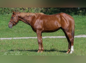 American Quarter Horse, Gelding, 5 years, 14,1 hh, Chestnut-Red