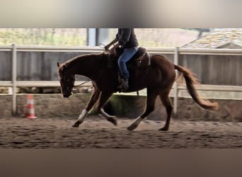 American Quarter Horse, Gelding, 5 years, 14,1 hh, Chestnut-Red
