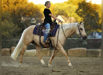 American Quarter Horse, Gelding, 5 years, 14,1 hh, Palomino