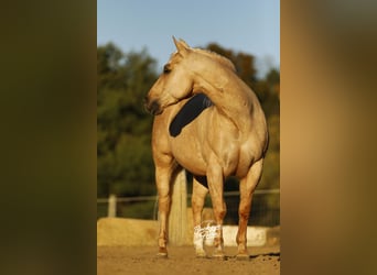 American Quarter Horse, Gelding, 5 years, 14,1 hh, Palomino