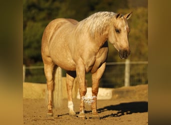 American Quarter Horse, Gelding, 5 years, 14,1 hh, Palomino