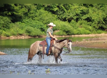American Quarter Horse, Gelding, 5 years, 14,1 hh