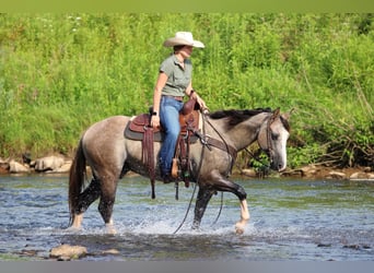 American Quarter Horse, Gelding, 5 years, 14,1 hh