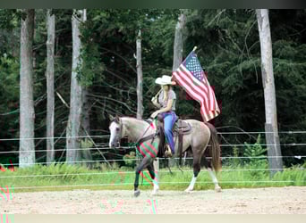American Quarter Horse, Gelding, 5 years, 14,1 hh